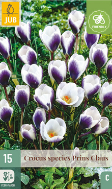 X 15 CROCUS PRINS CLAUS 5/+