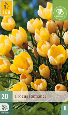 X 20 CROCUS ROMANCE 5/+