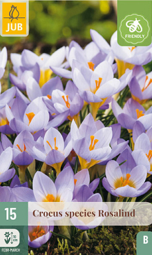 X 15 CROCUS ROSALIND 5/+