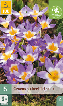 X 15 CROCUS SIEBERI TRICOLOR 5/+