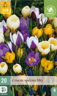 X 20 CROCUS SPECIES MIX 5/+