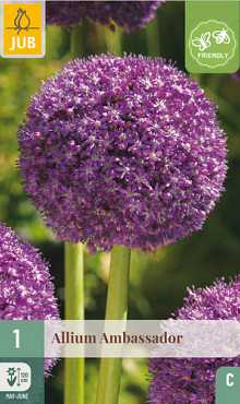 X   1 ALLIUM AMBASSADOR 18/20