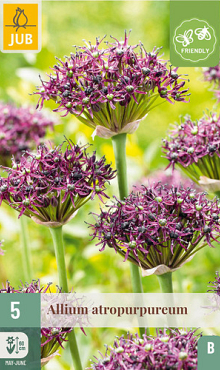 X   5 ALLIUM ATROPURPUREUM 10/+
