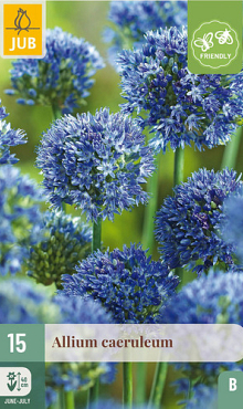 X 15 ALLIUM CAERULEUM 4/5