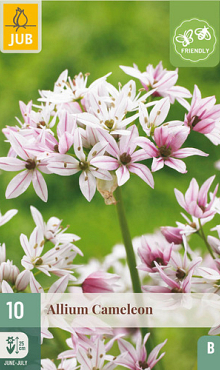 X 10 ALLIUM CAMELEON 4/+