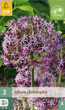 X   3 ALLIUM CHRISTOPHII 12/14