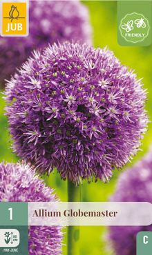 X   1 ALLIUM GLOBEMASTER 18/20