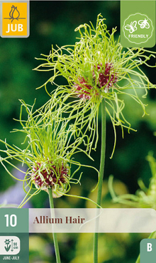 X 10 ALLIUM HAIR 5/+