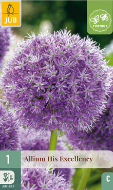 X   1 ALLIUM HIS EXCELLENCY 18/20