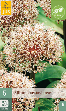 X   5 ALLIUM KARATAVIENSE 12/14