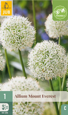 X   1 ALLIUM MOUNT EVEREST 20/+