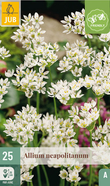 X 25 ALLIUM NEAPOLITANUM 4/+
