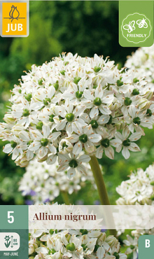 X   5 ALLIUM NIGRUM 10/12