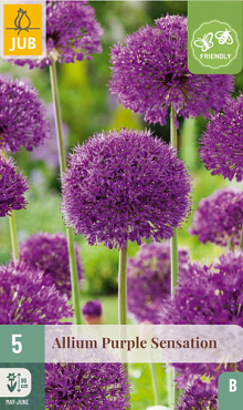 X   5 ALLIUM PURPLE SENSATION 12/14