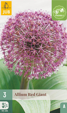 X   3 ALLIUM RED GIANT 12/14