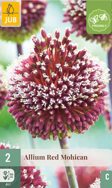 X   2 ALLIUM RED MOHICAN 10/+