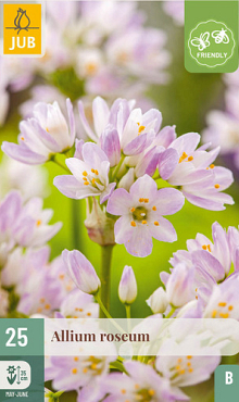 X 25 ALLIUM ROSEUM 4/5