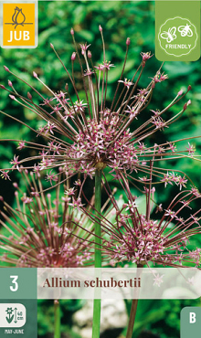 X   3 ALLIUM SCHUBERTII 10/12