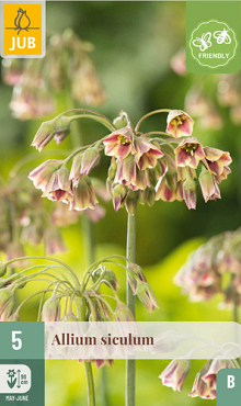 X   5 ALLIUM SICULUM 10/12