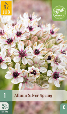 X   1 ALLIUM SILVER SPRING 10/+