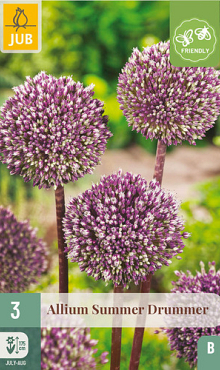 X   3 ALLIUM SUMMER DRUMMER 12/+