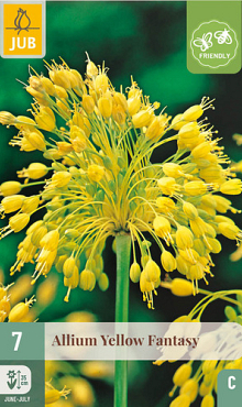 X   7 ALLIUM YELLOW FANTASY 6/+