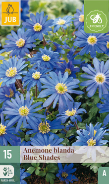 X 15 ANEMONE BLANDA BLUE SHADES 5/+