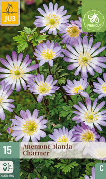 X 15 ANEMONE BLANDA CHARMER  5/+
