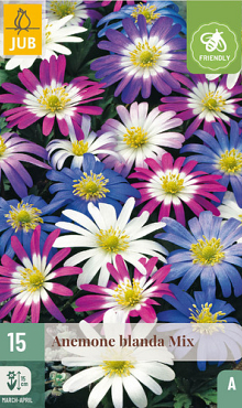 X 15 ANEMONE BLANDA MIX 5/+