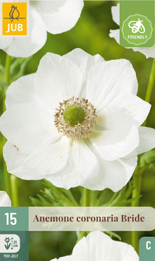 X 15 ANEMONE CORONARIA BRIDE 5/6