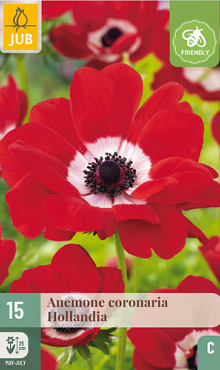 X 15 ANEMONE CORONARIA HOLLANDIA 5/6