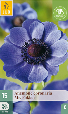X 15 ANEMONE CORONARIA MR. FOKKER 5/6