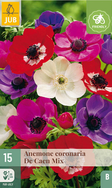 X 15 ANEMONE CORONARIA DE CAEN MIX  5/6