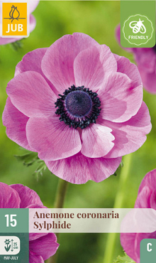 X 15 ANEMONE CORONARIA SYLPHIDE 5/6