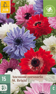 X 15 ANEMONE CORONARIA ST. BRIGID 5/6