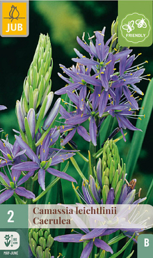 X   2 CAMASSIA LEICHTLINII CAERULEA 14/+
