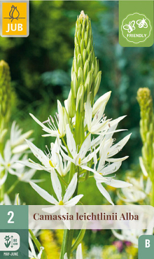X   2 CAMASSIA LEICHTLINII ALBA 14/+