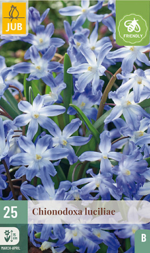 X 25 CHIONODOXA LUCILIAE 5/+