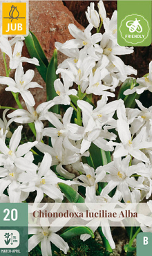 X 20 CHIONODOXA LUCILIAE ALBA 5/+
