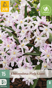 X 15 CHIONODOXA PINK GIANT 5/6