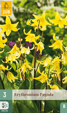 X   3 ERYTHRONIUM PAGODA I