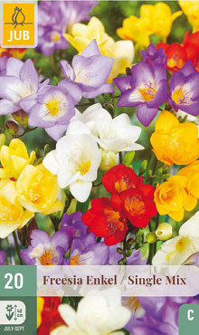 X 20 FREESIA ENKEL MIX NJ 5/+