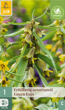 X   1 FRITILLARIA GREEN EYES 20/24