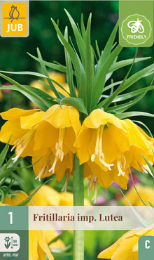 X   1 FRITILLARIA LUTEA 20/24