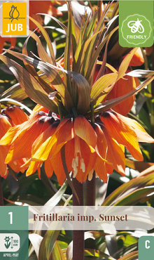 X   1 FRITILLARIA SUNSET 20/24
