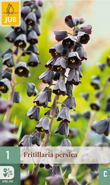 X   1 FRITILLARIA PERSICA 20/24