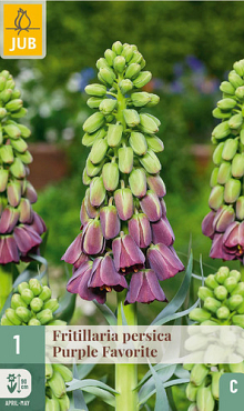 X   1 FRITILLARIA PERSICA PURPLE FAVORITE 18/20