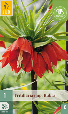 X   1 FRITILLARIA RUBRA 20/24