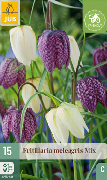X 15 FRITILLARIA MELEAGRIS  MIX 6/7
