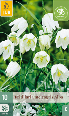 X 10 FRITILLARIA MELEAGRIS ALBA 6/+